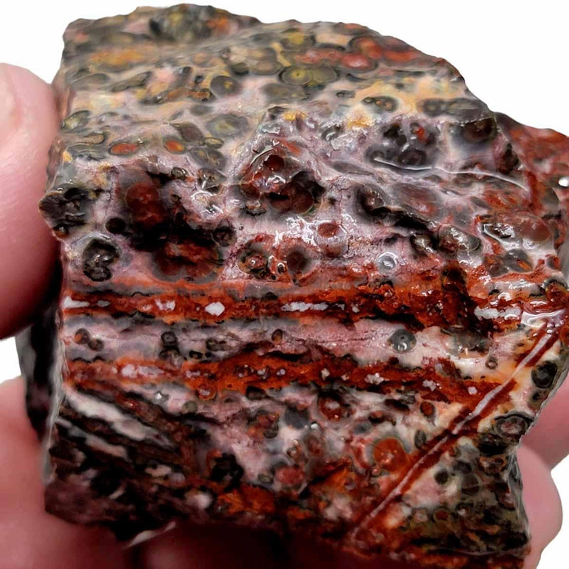 Leopard Skin Rhyolite Rough Chunk! - LapidaryCentral
