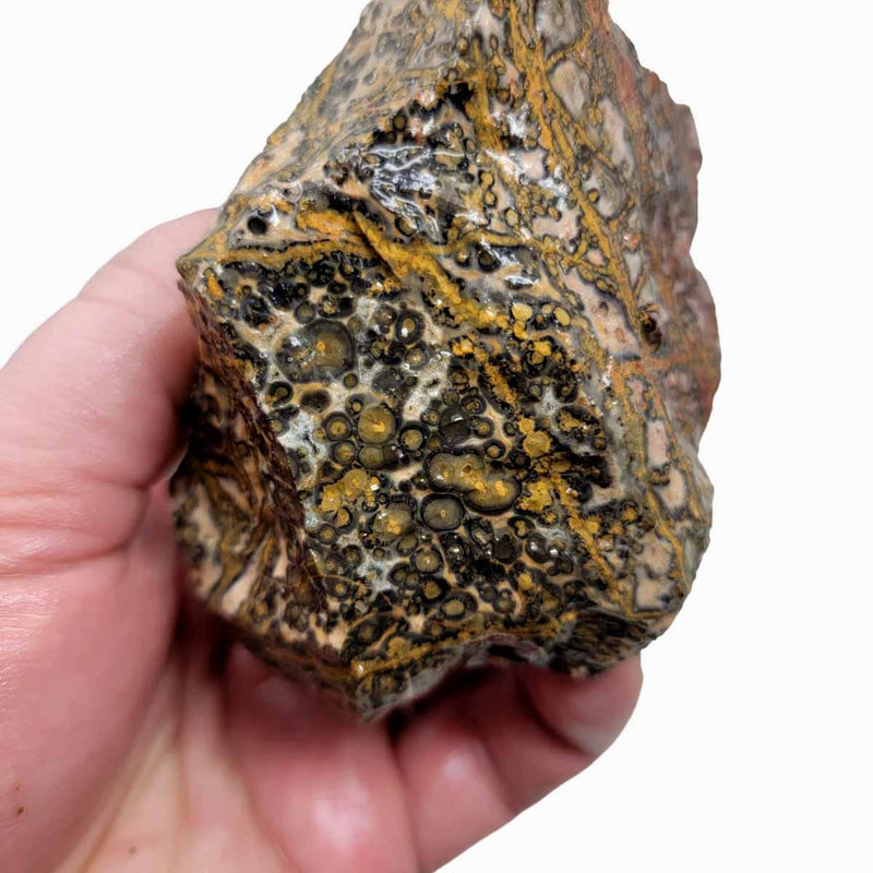 Leopard Skin Rhyolite Rough Chunk! - LapidaryCentral