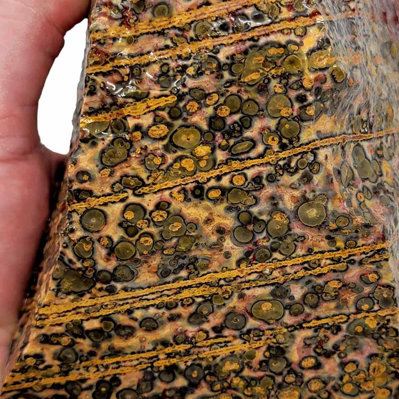 Leopard Skin Rhyolite Rough Chunk! - LapidaryCentral