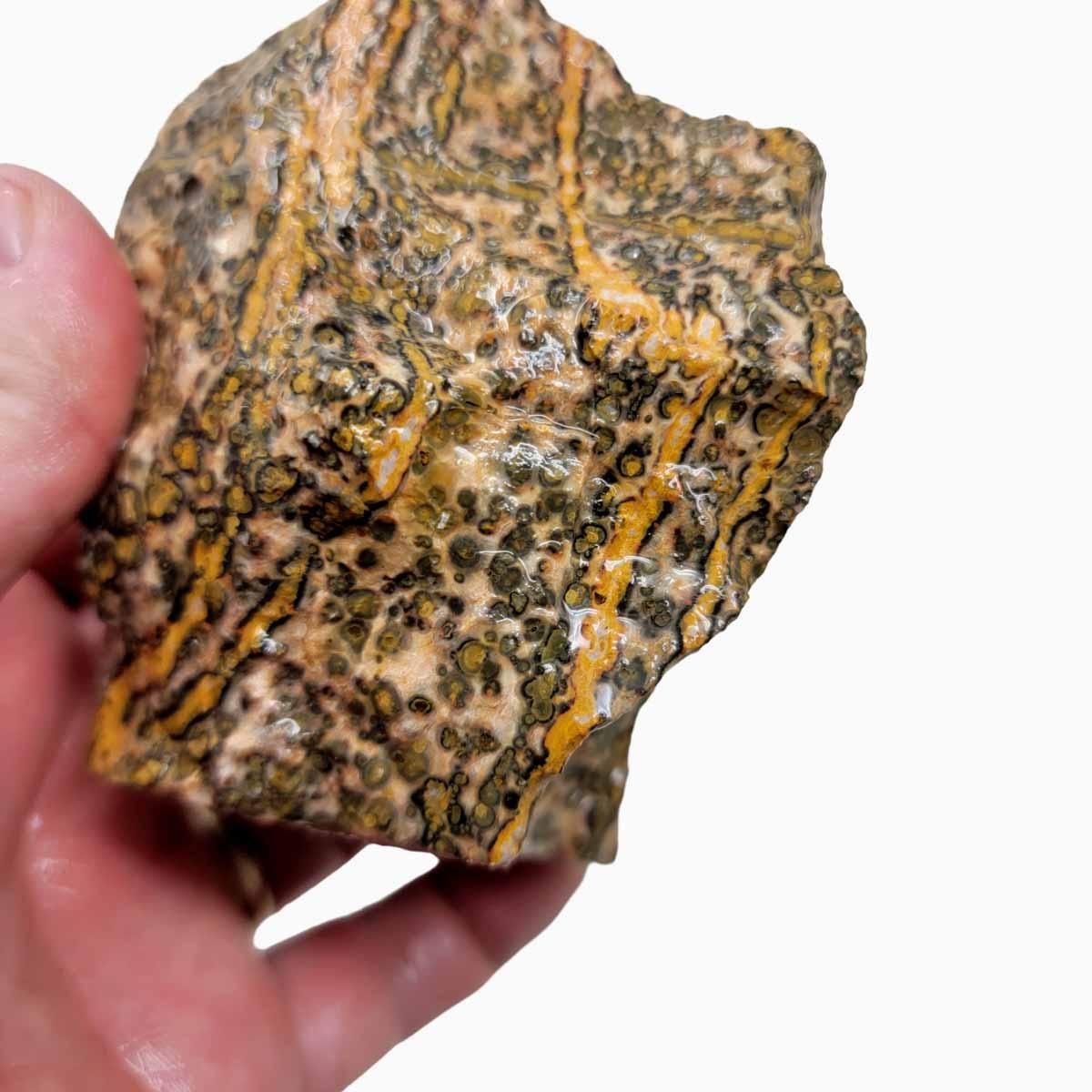 Leopard Skin Rhyolite Rough Chunk!