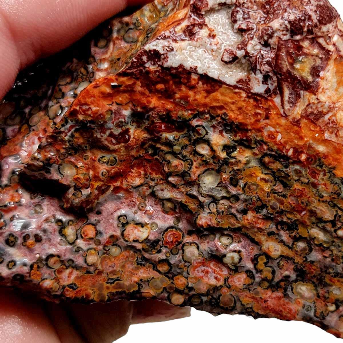 Leopard Skin Rhyolite Rough Chunk! - LapidaryCentral