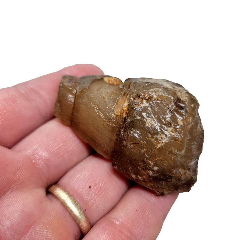 Moroccan Agatized Turritella Rough Chunk! - LapidaryCentral