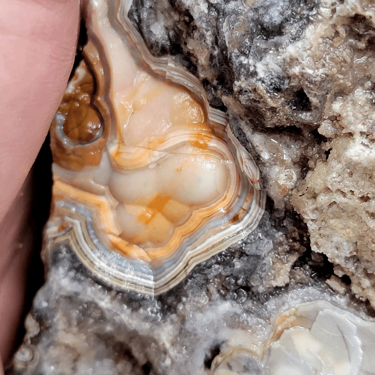 Old Vein Lace Agate Rough Chunk! - LapidaryCentral