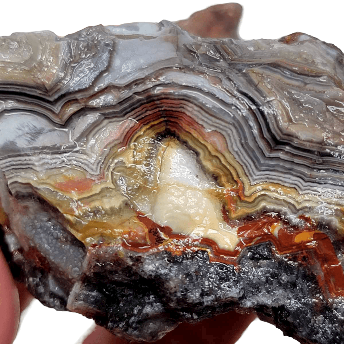 Old Vein Lace Agate Rough Chunk! - LapidaryCentral