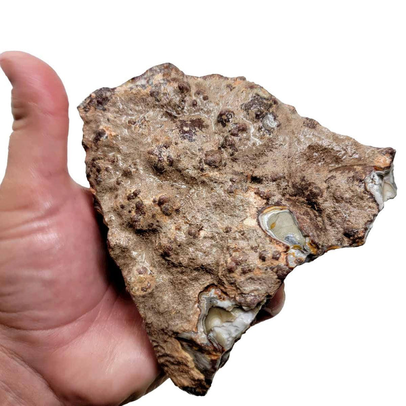 Old Vein Lace Agate Rough Chunk! - LapidaryCentral