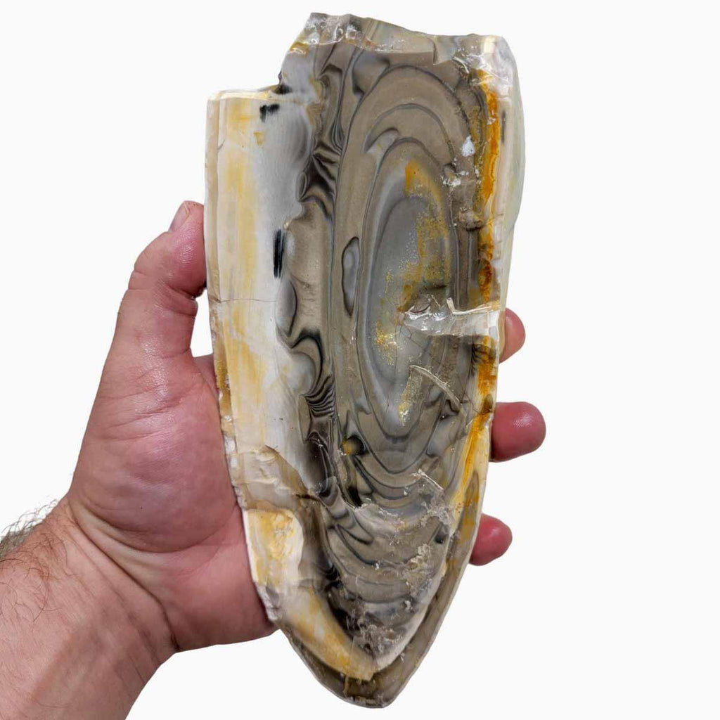 Flint With Rounded Edges RARE Polish Flint Orbicular Cut Rough Chunk!