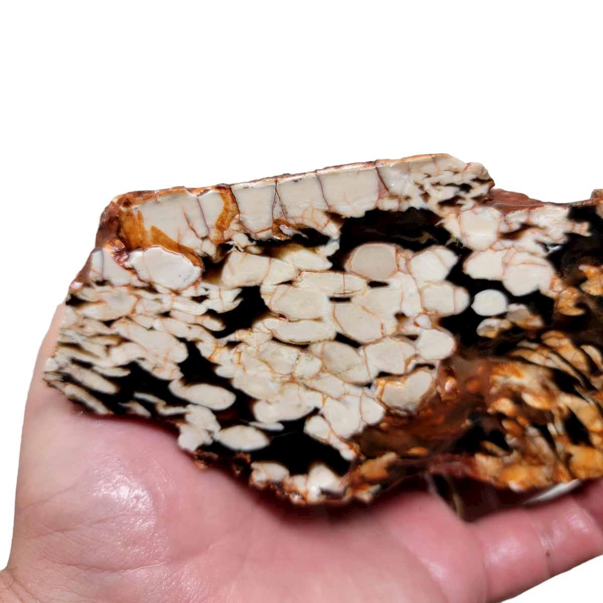 Fossil Peanut Petrified Wood Cut Rough Chunk! - LapidaryCentral