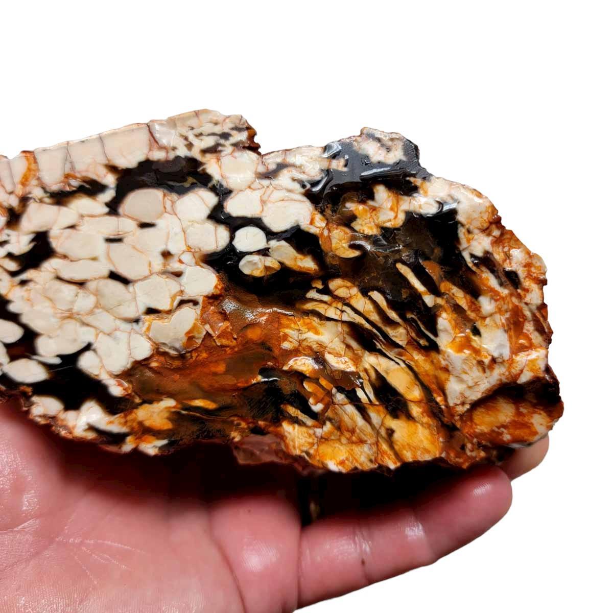 Fossil Peanut Petrified Wood Cut Rough Chunk!