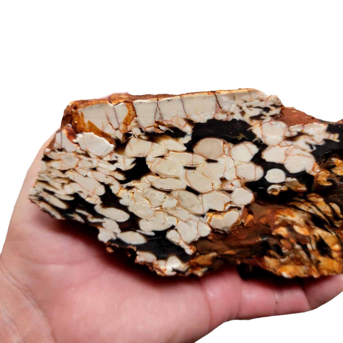 Fossil Peanut Petrified Wood Cut Rough Chunk! - LapidaryCentral