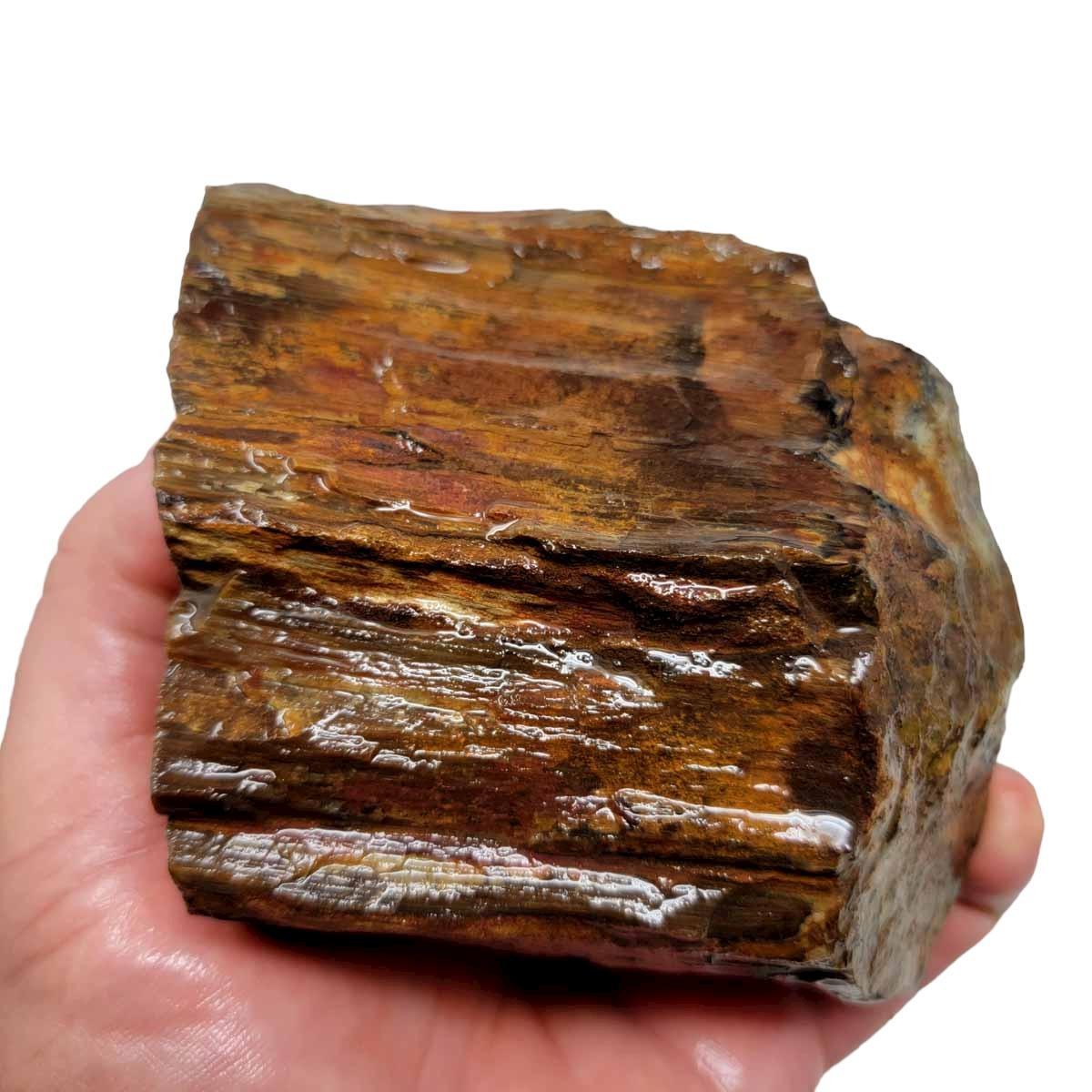 Oregon-Washington Petrified Wood Rough Chunk! - LapidaryCentral