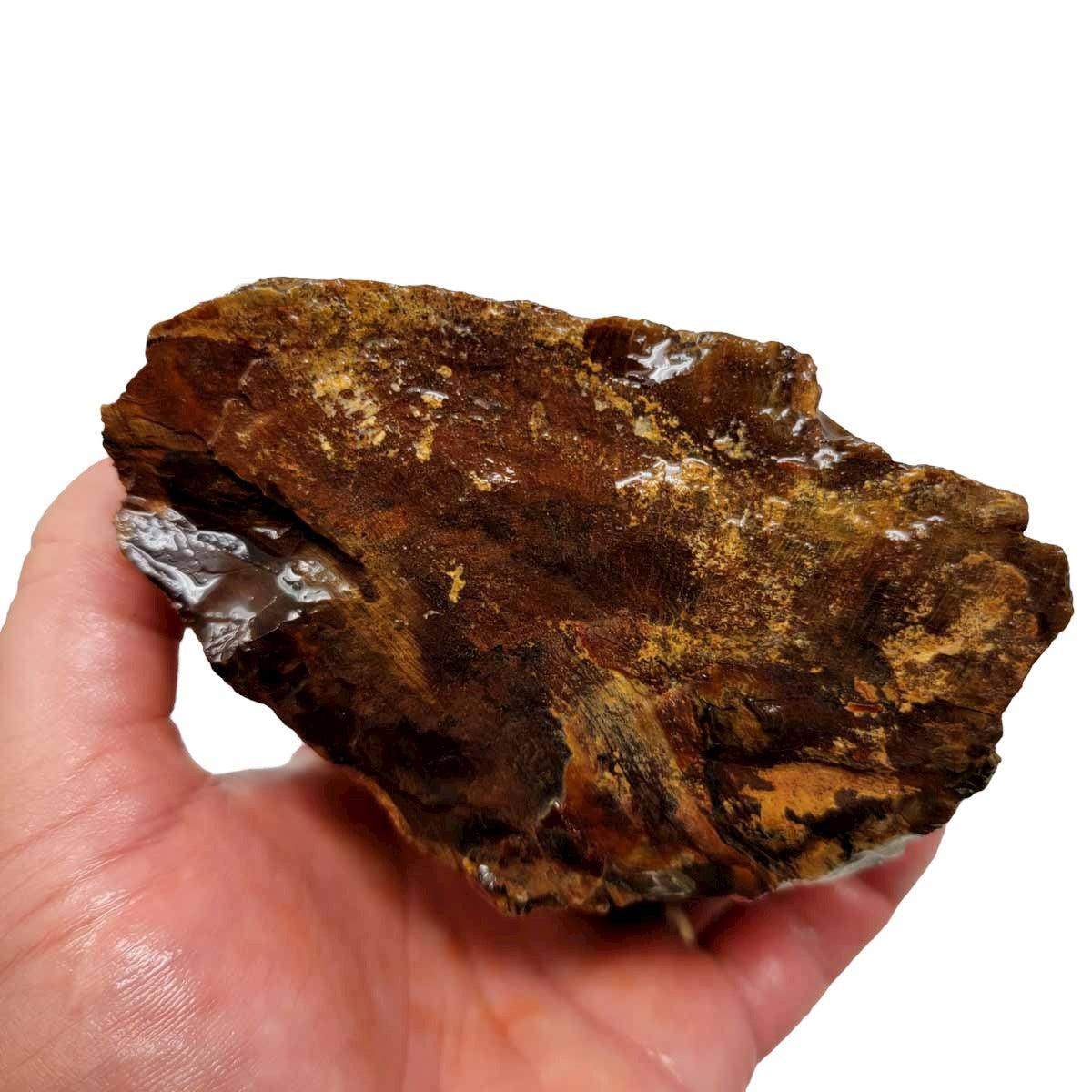 Oregon-Washington Petrified Wood Rough Chunk! - LapidaryCentral