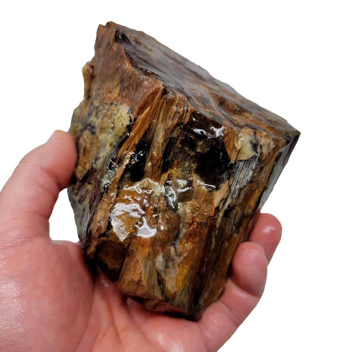 Oregon-Washington Petrified Wood Rough Chunk! - LapidaryCentral