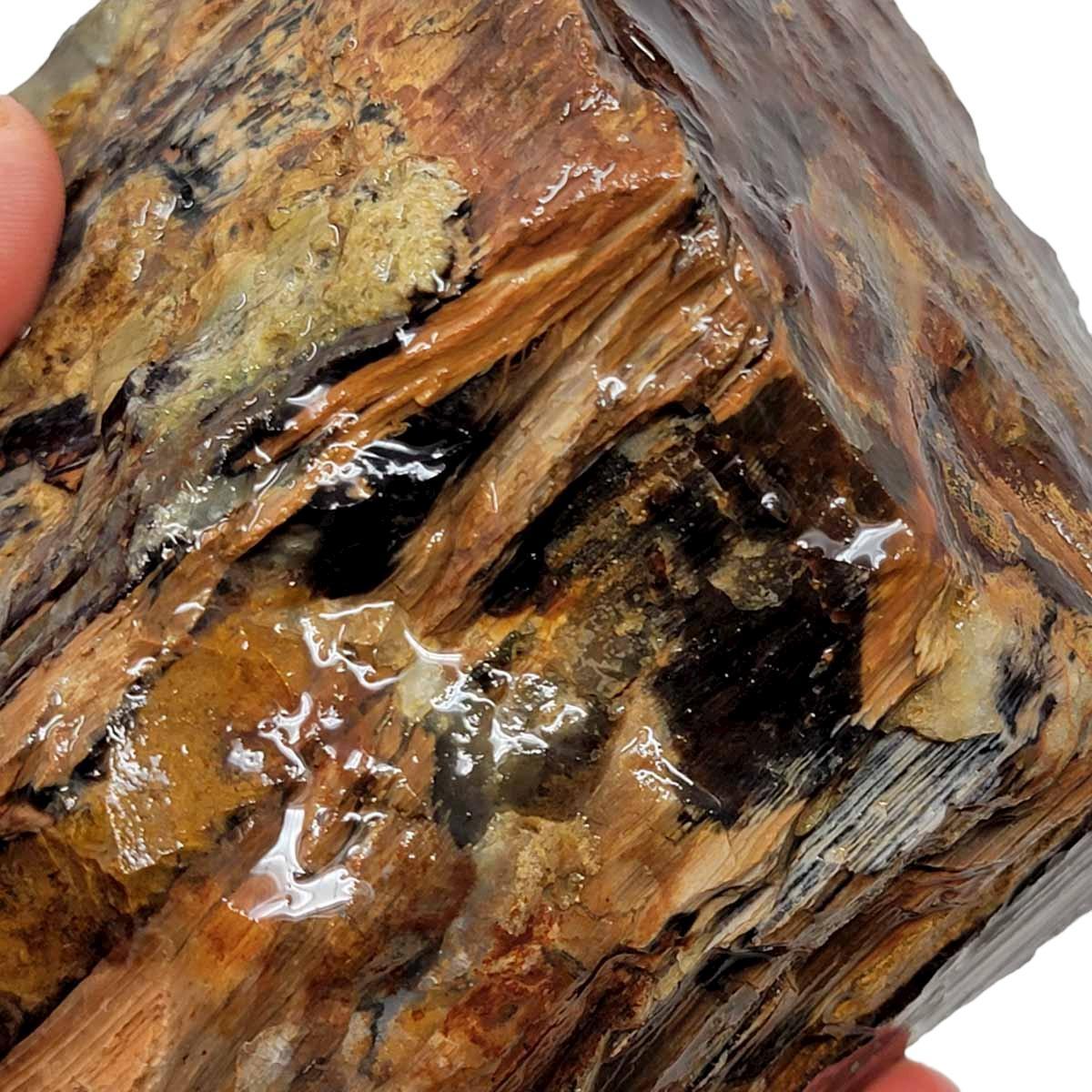 Oregon-Washington Petrified Wood Rough Chunk! - LapidaryCentral