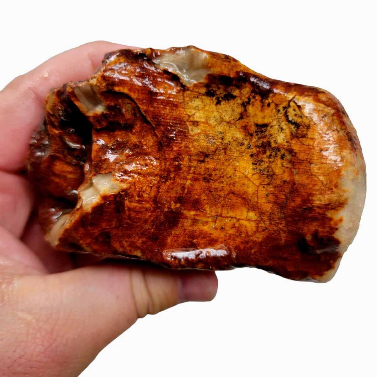 Petrified Wood Rough Chunk! - LapidaryCentral