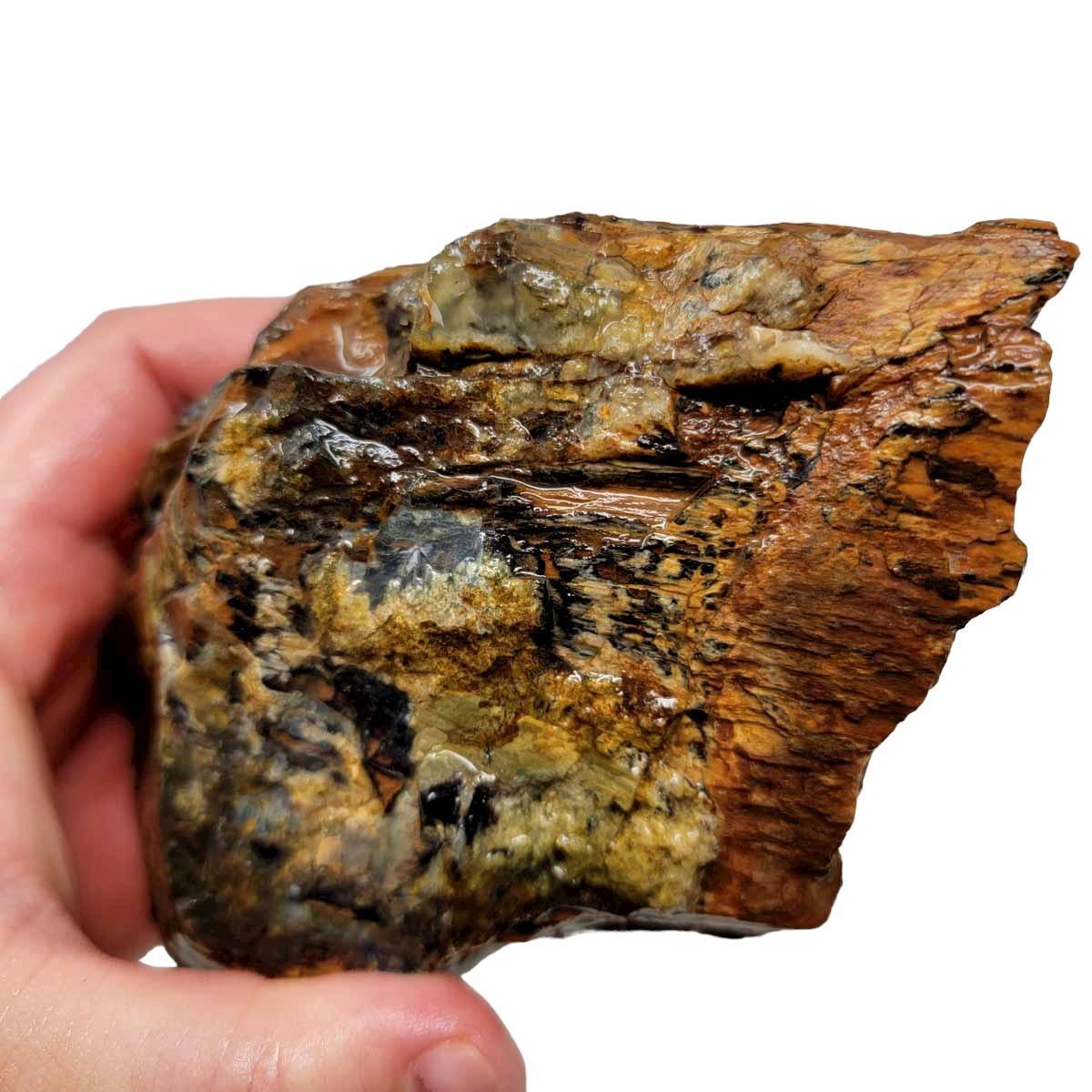 Oregon-Washington Petrified Wood Rough Chunk! - LapidaryCentral