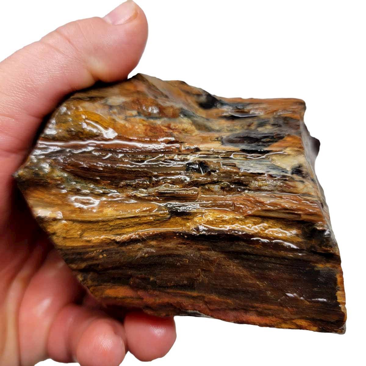 Oregon-Washington Petrified Wood Rough Chunk! - LapidaryCentral