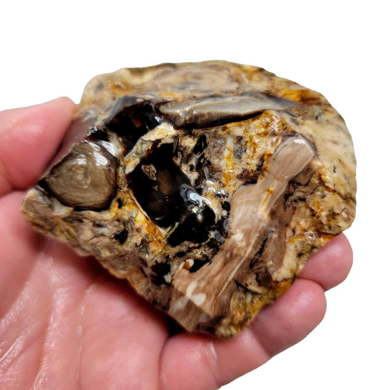 Oregon-Washington Petrified Wood Rough Chunk! - LapidaryCentral