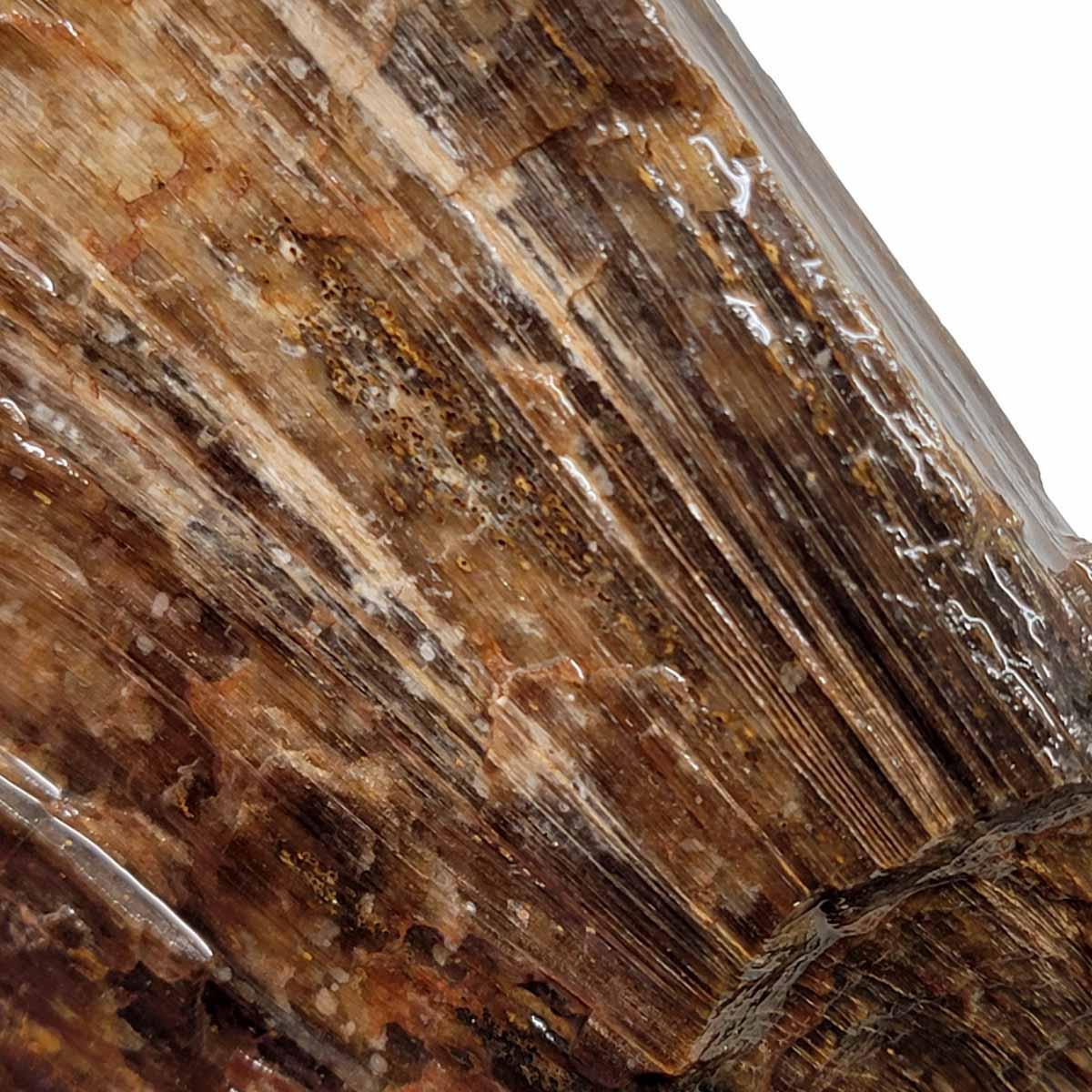 Oregon-Washington Petrified Wood Rough Chunk! - LapidaryCentral