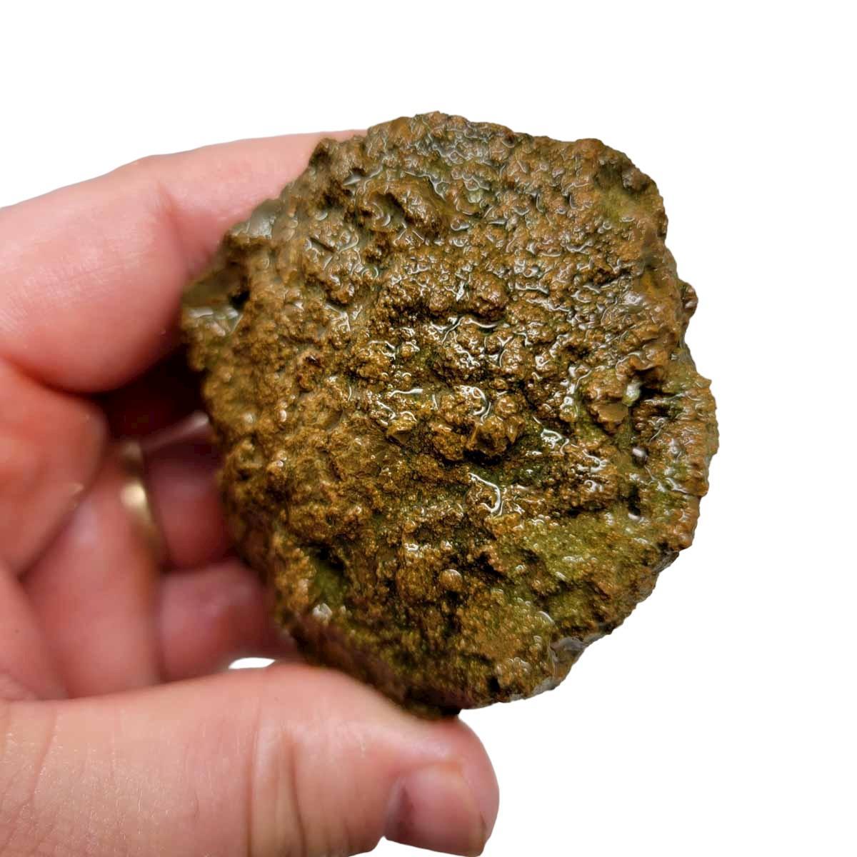 Priday Moss Bed Egg Rough Chunk! - LapidaryCentral