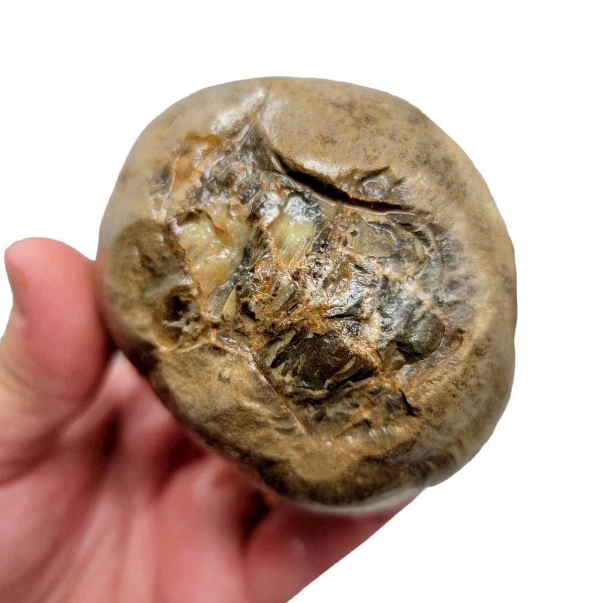 イシブンブク　フリーク　個体　殻 Utah Septarian Nodule Rough Chunk!