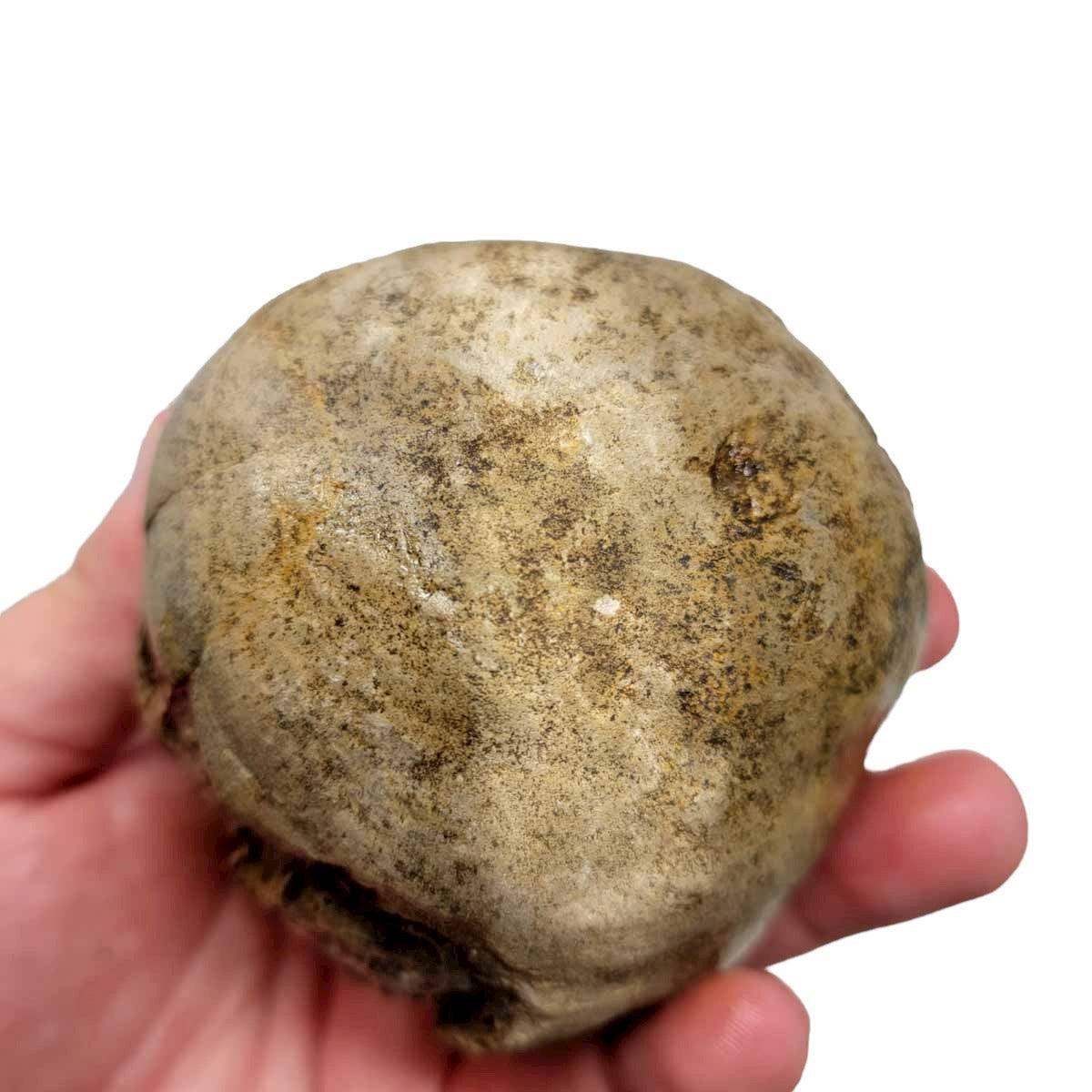 Utah Septarian Nodule Rough Chunk!