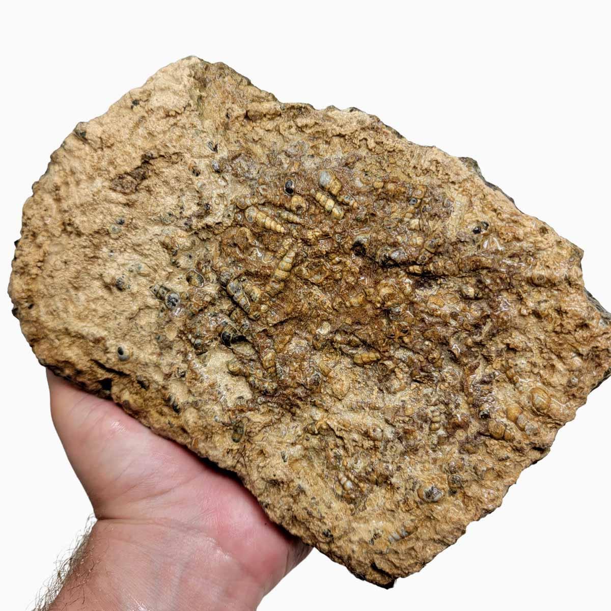 Wyoming Fossil Turritella Rough Chunk! - LapidaryCentral