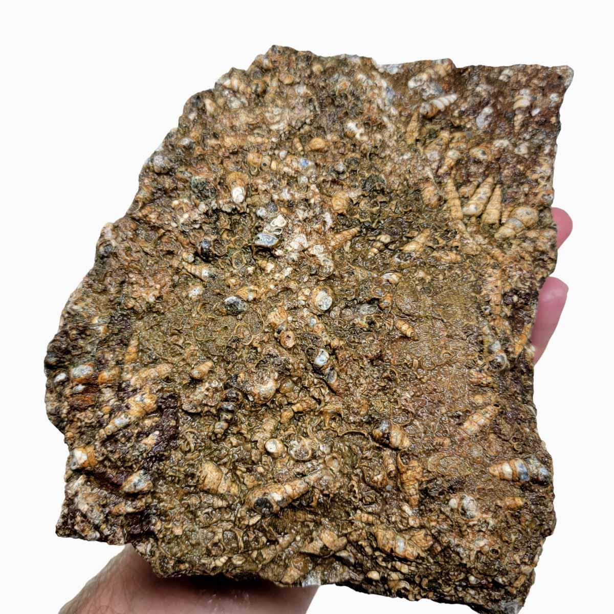 Wyoming Fossil Turritella Rough Chunk! - LapidaryCentral