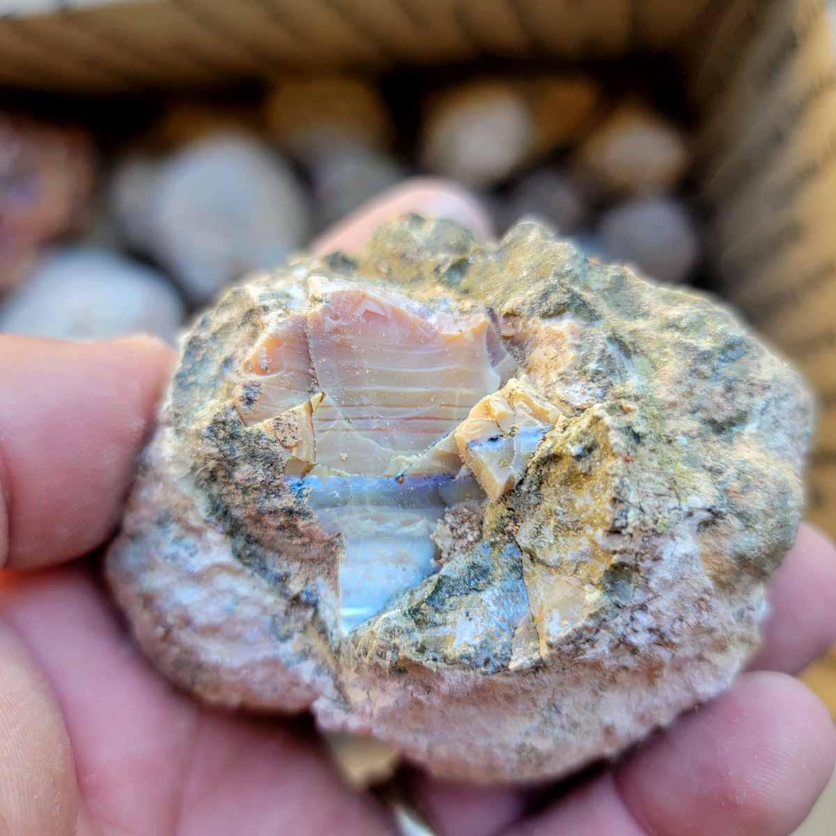 Priday Opal Thunderegg Rough Flatrate! - Lapidary Central