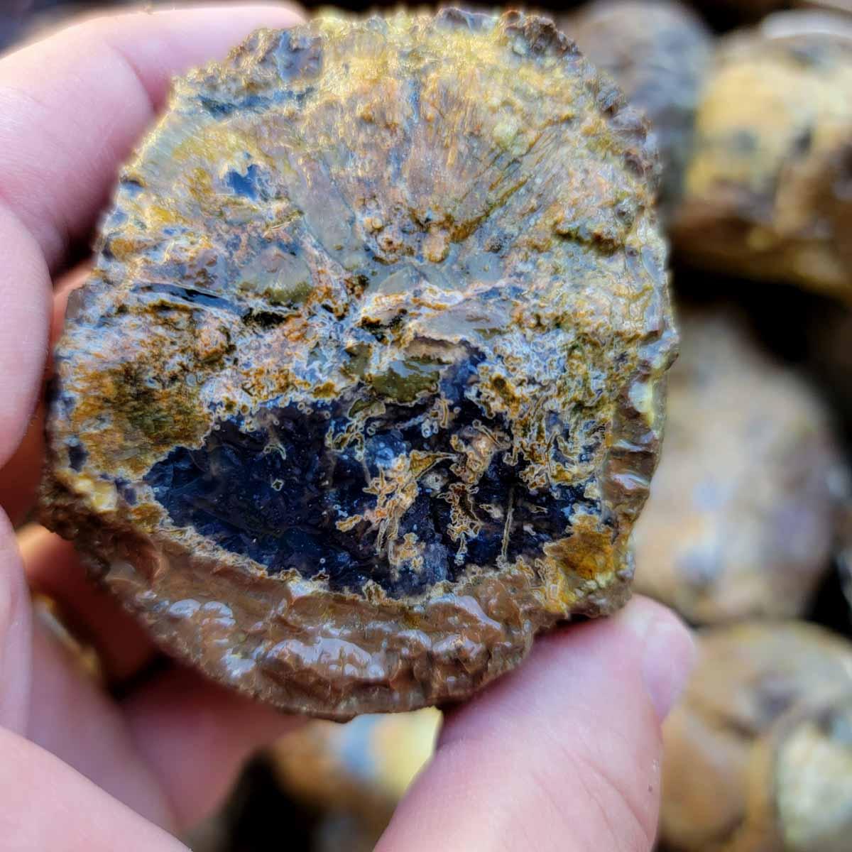 Oregon Priday Thunderegg Cutting Rough Flatrate! - Lapidary Central