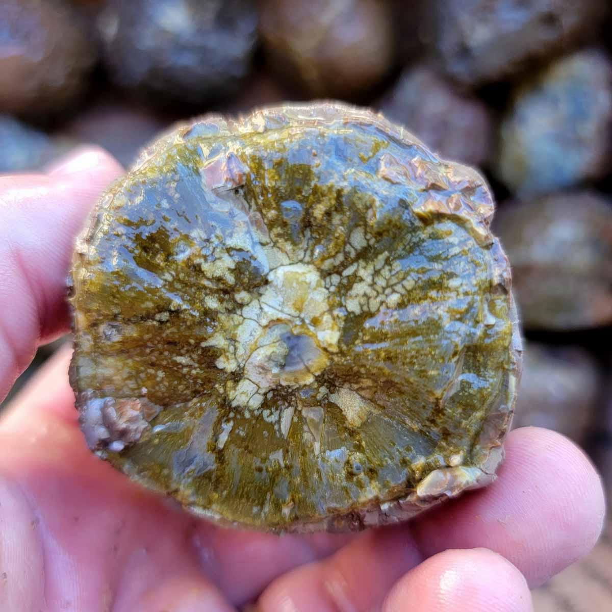 Oregon Priday Thunderegg Cutting Rough Flatrate! - Lapidary Central