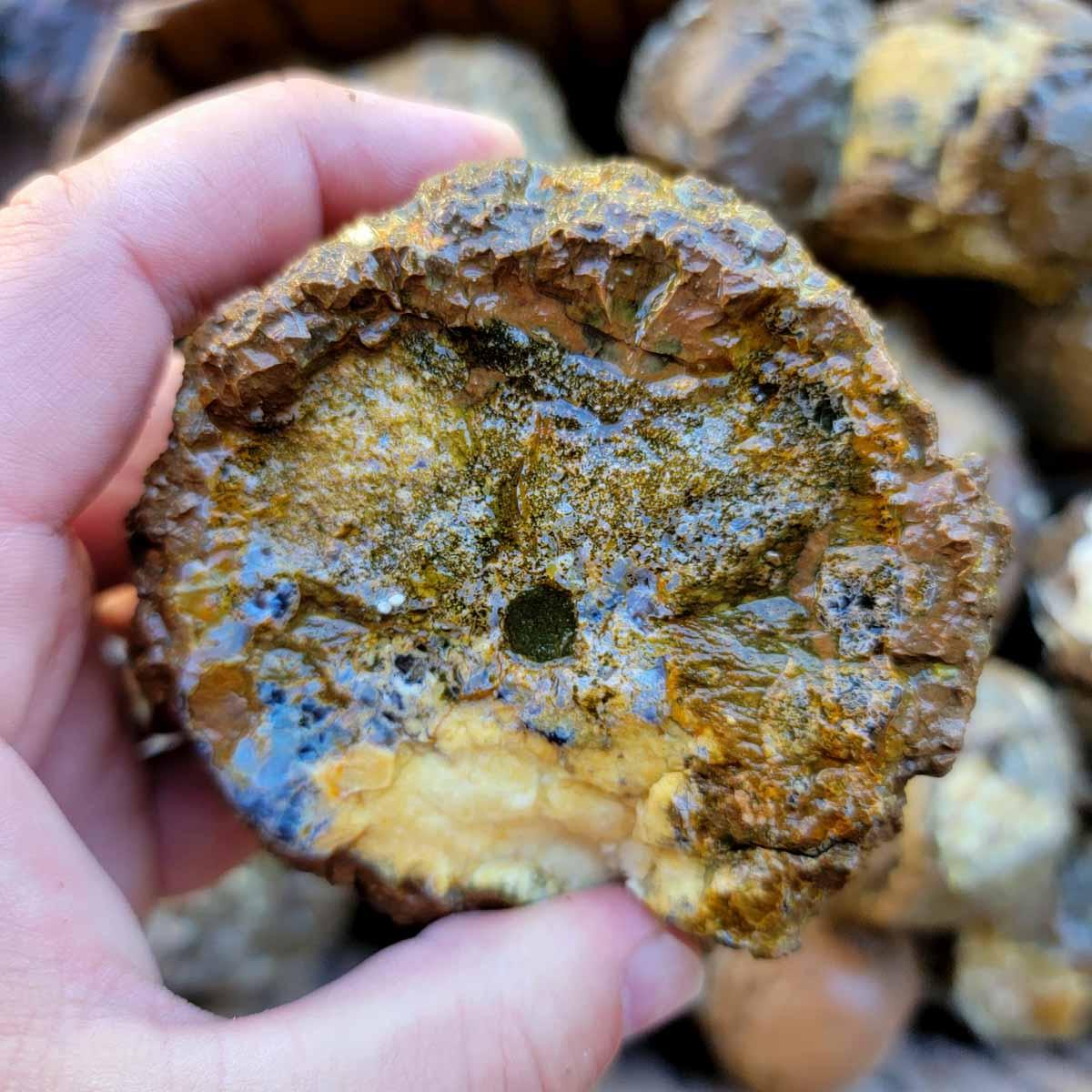 Oregon Priday Thunderegg Cutting Rough Flatrate! - Lapidary Central