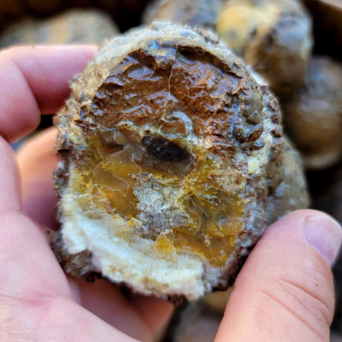 Oregon Priday Thunderegg Cutting Rough Flatrate! - Lapidary Central