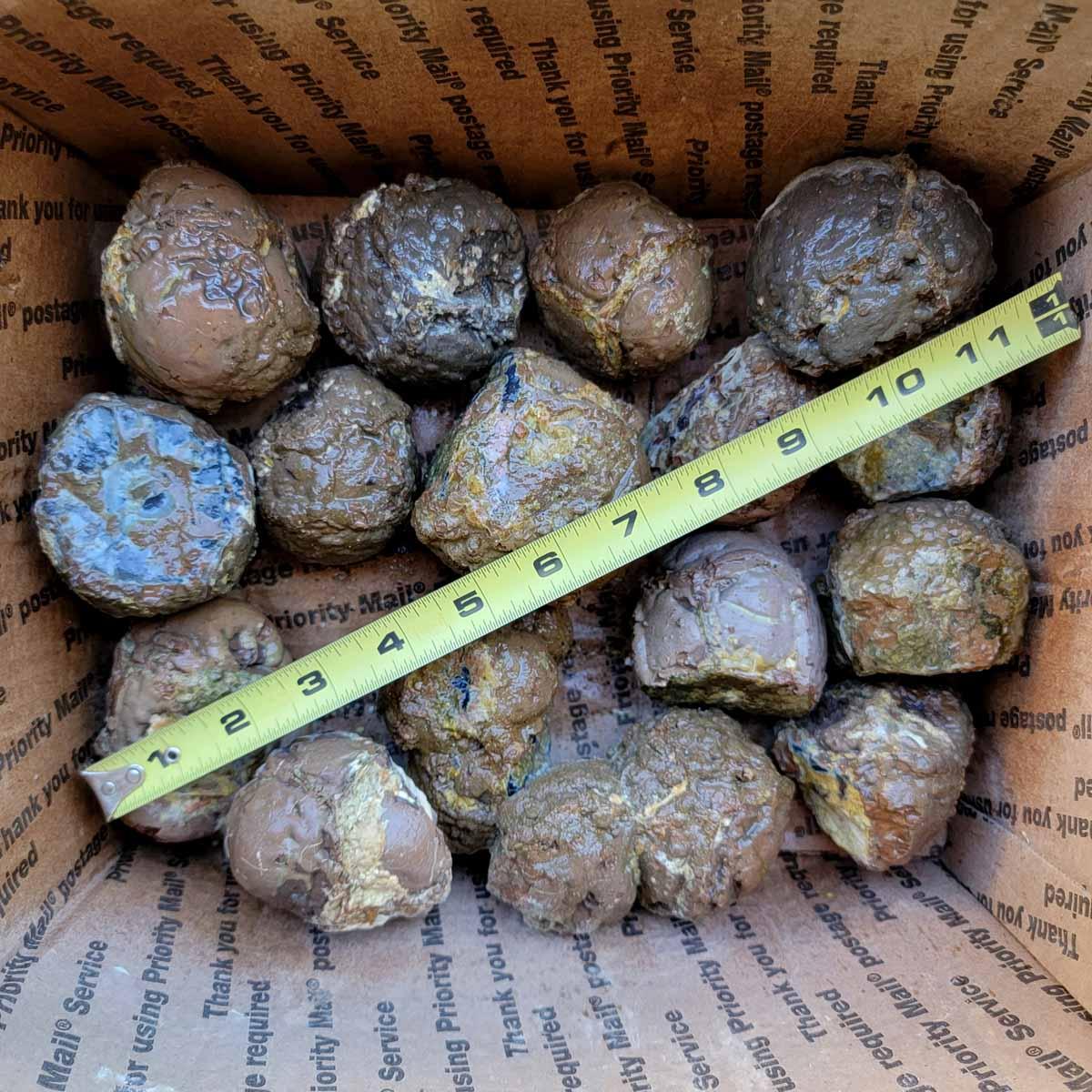 Oregon Priday Thunderegg Cutting Rough Flatrate! - Lapidary Central