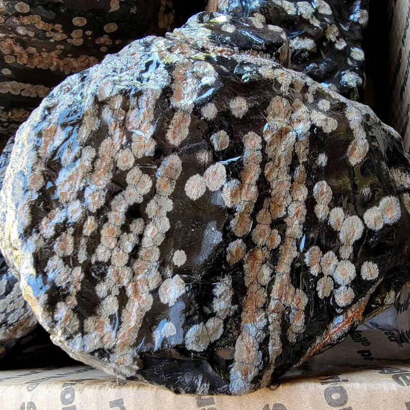Snowflake Obsidian Rough Flatrate! - LapidaryCentral