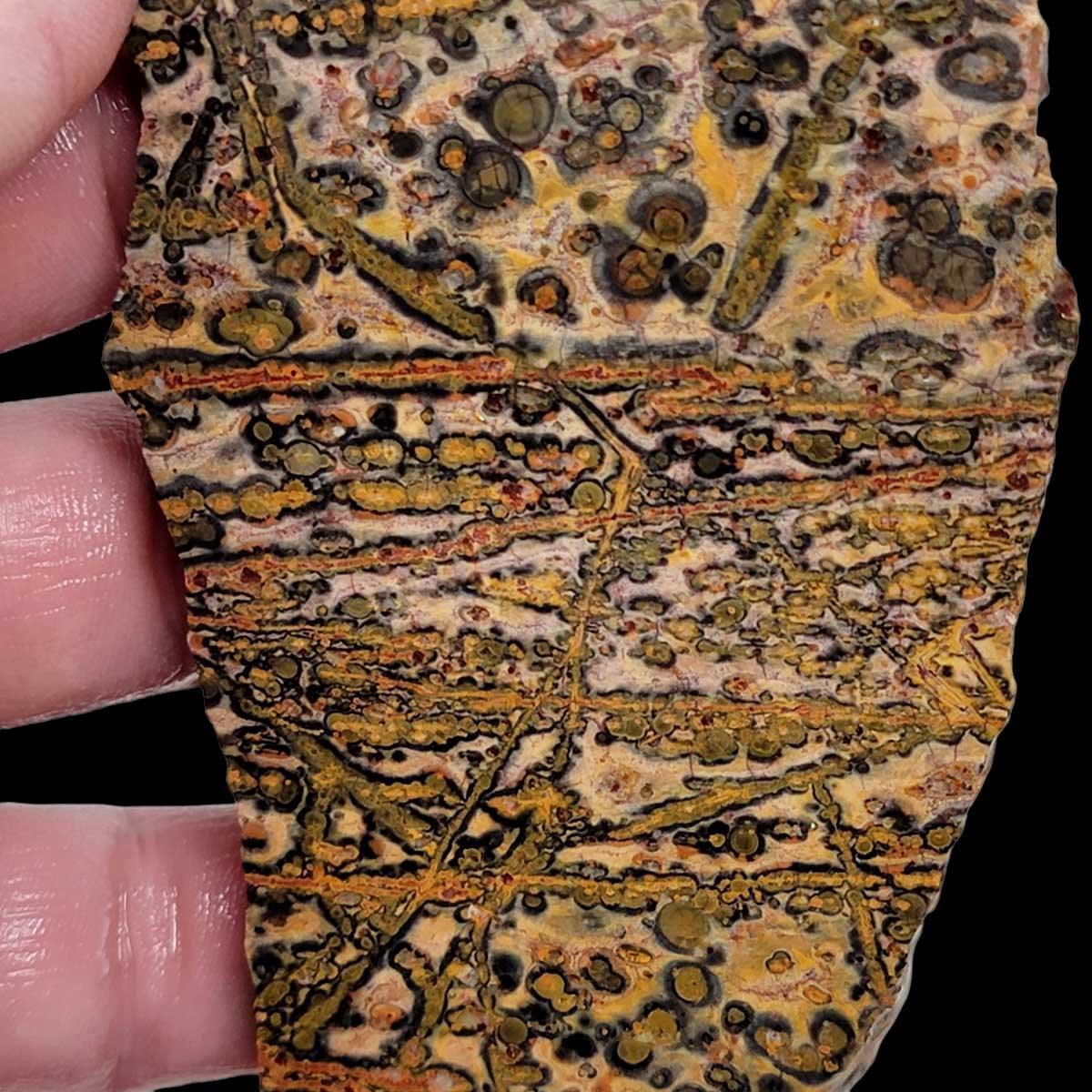 Leopard Skin Rhyolite Slab!  Lapidary Stone Slab! - LapidaryCentral