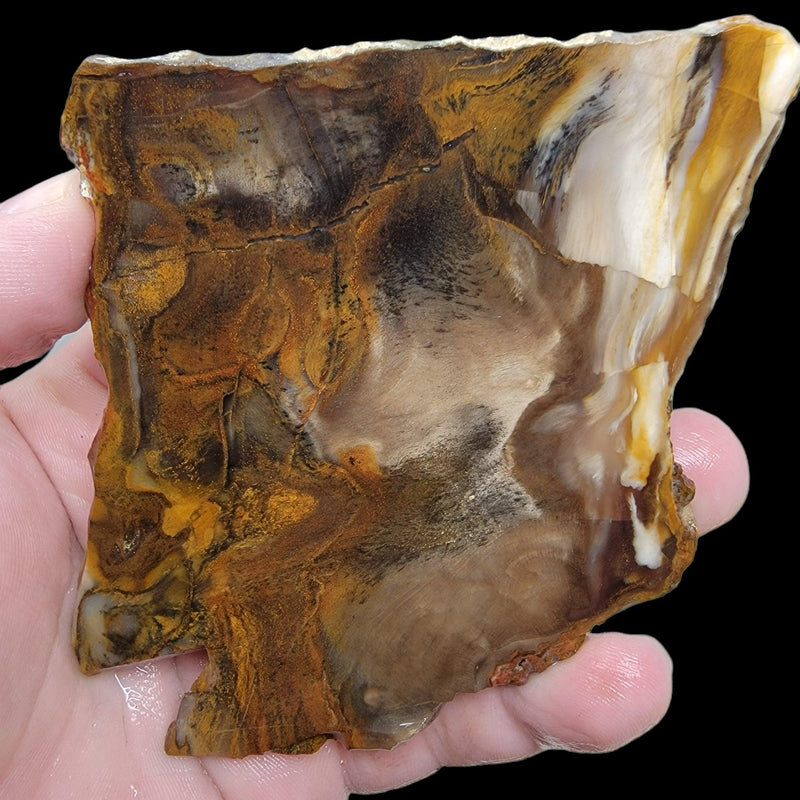 Old Stock Petrified Wood Slab!  Lapidary Stone Slab! - LapidaryCentral