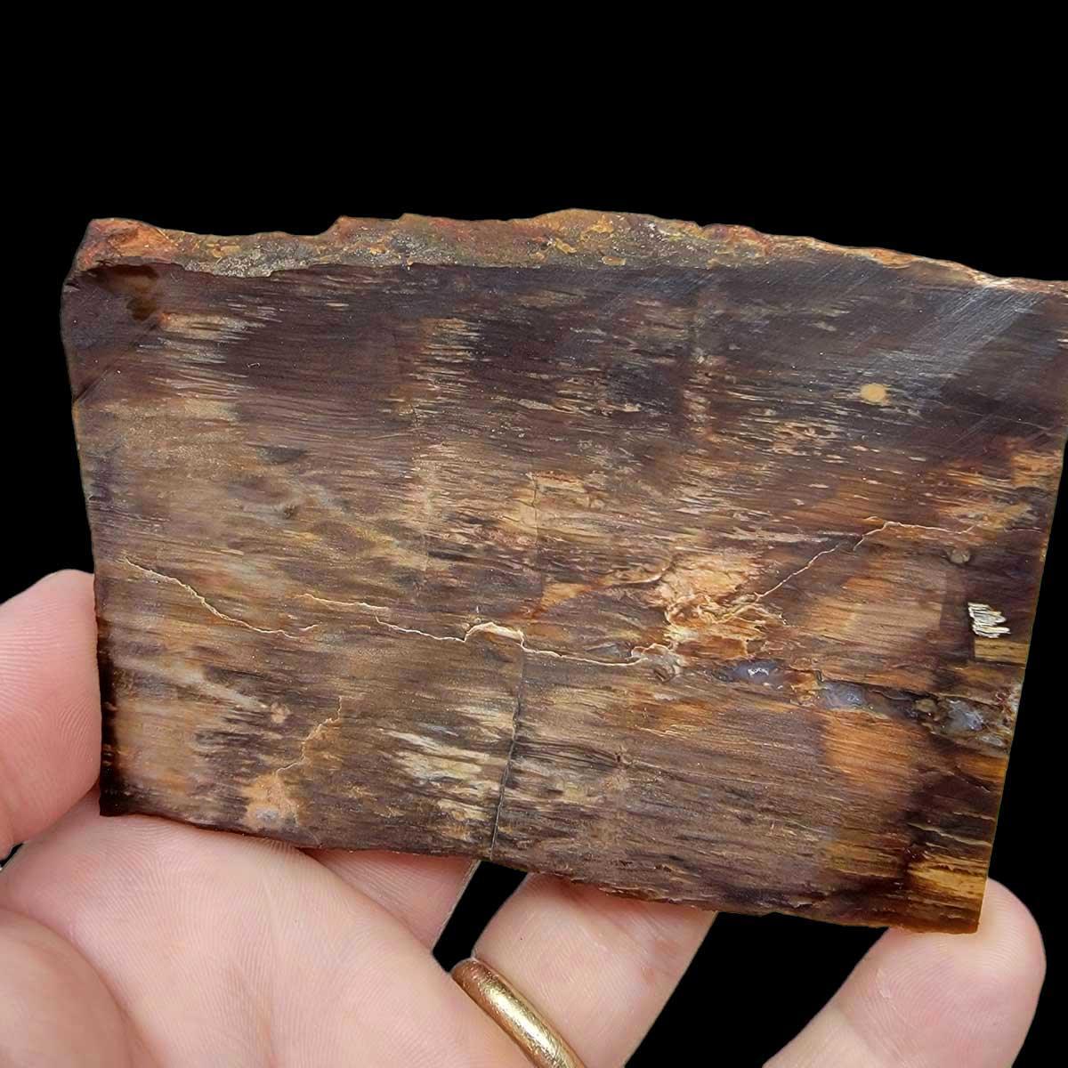 Old Stock Petrified Wood Slab!  Lapidary Stone Slab! - LapidaryCentral