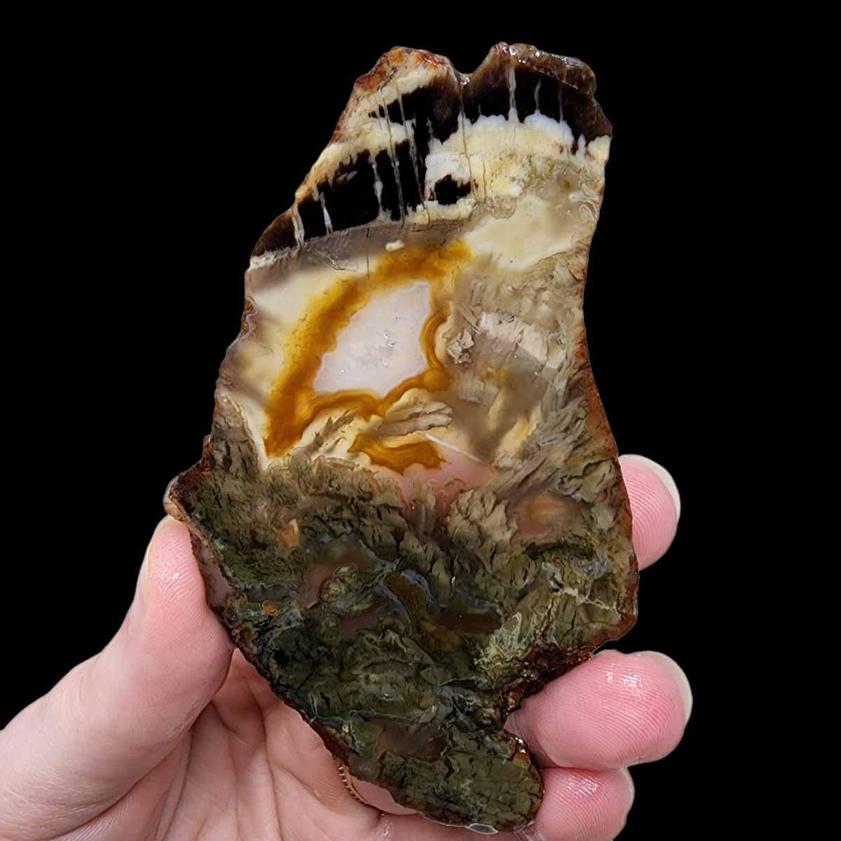 Shrinkwood Petrified Wood Slab!  Lapidary Stone Slab! - LapidaryCentral