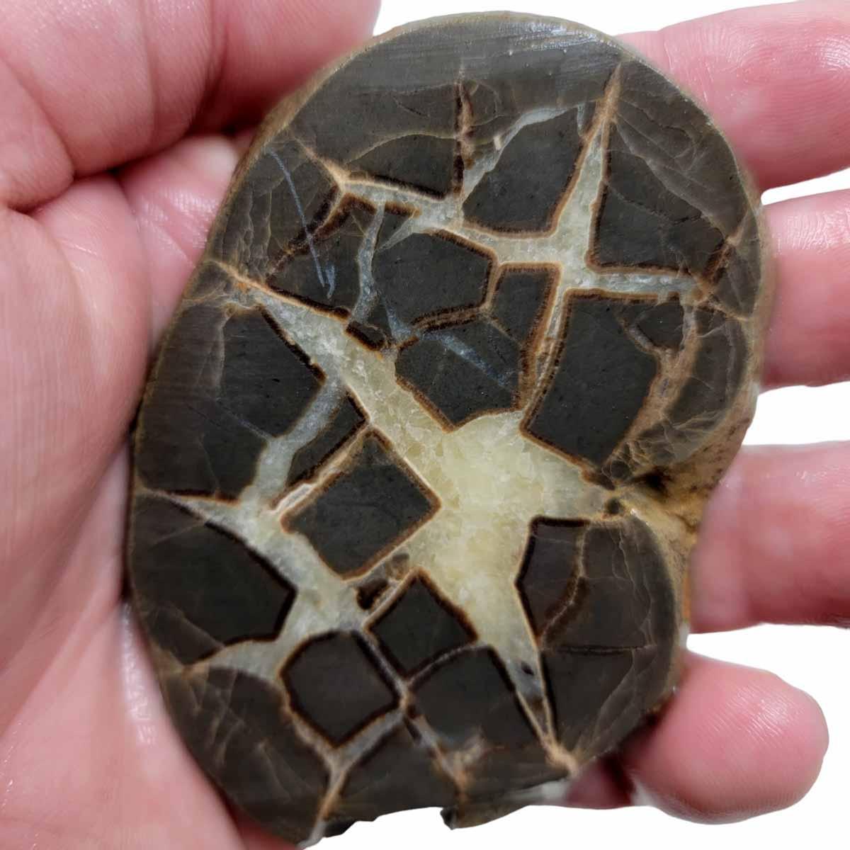 Septarian Contraction Septarian Nodule Slab! Lapidary Stone Slab!