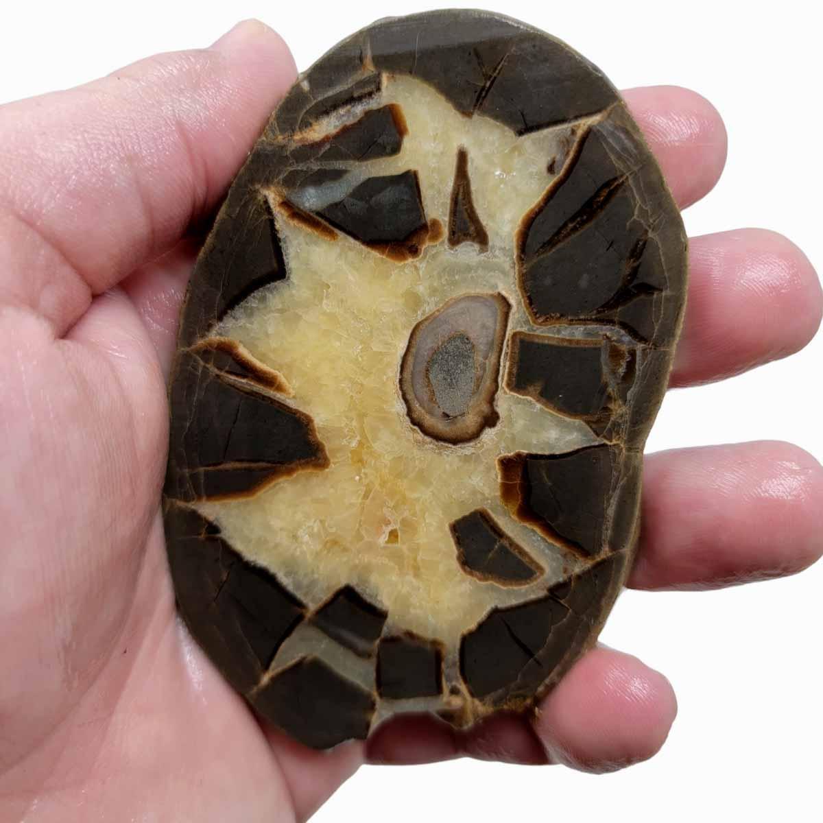 Septarian Nodule Slab!  Lapidary Stone Slab! - LapidaryCentral