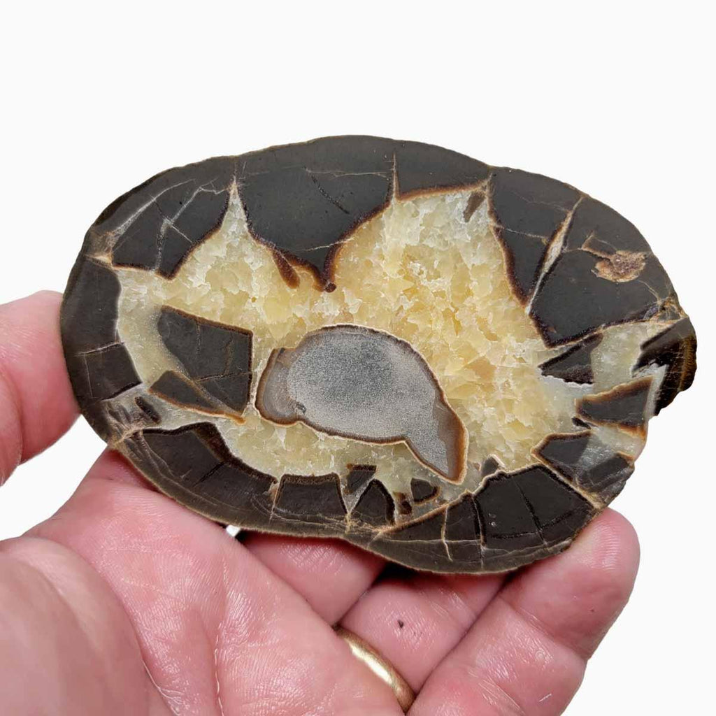 Septarian Contraction Septarian Nodule Slab! Lapidary Stone Slab!