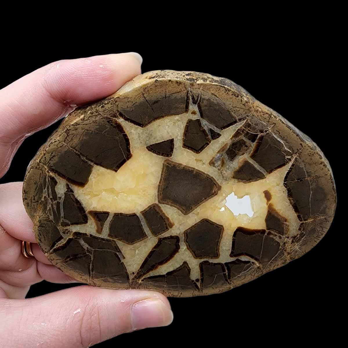 Septarian Nodule Slab!  Lapidary Stone Slab! - LapidaryCentral