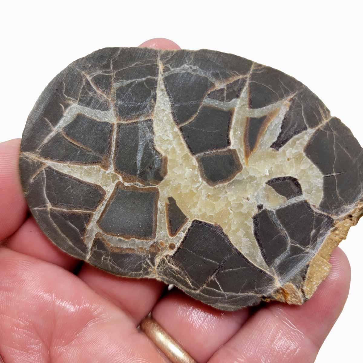 Septarian Contraction Septarian Nodule Slab! Lapidary Stone Slab!