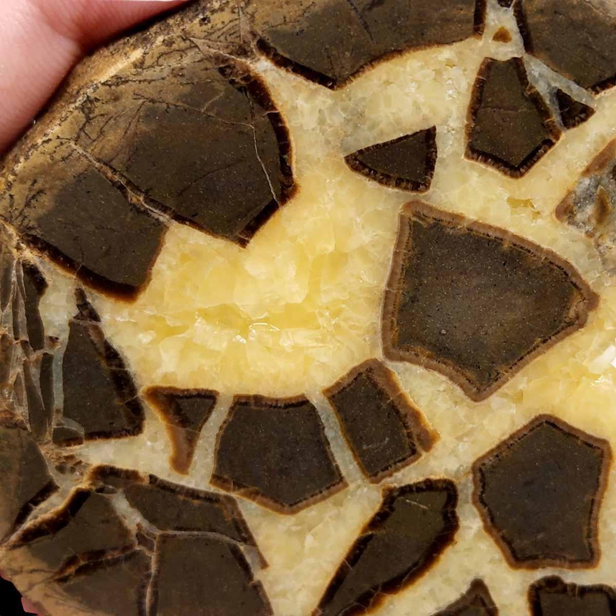 Septarian Nodule Slab!  Lapidary Stone Slab! - LapidaryCentral