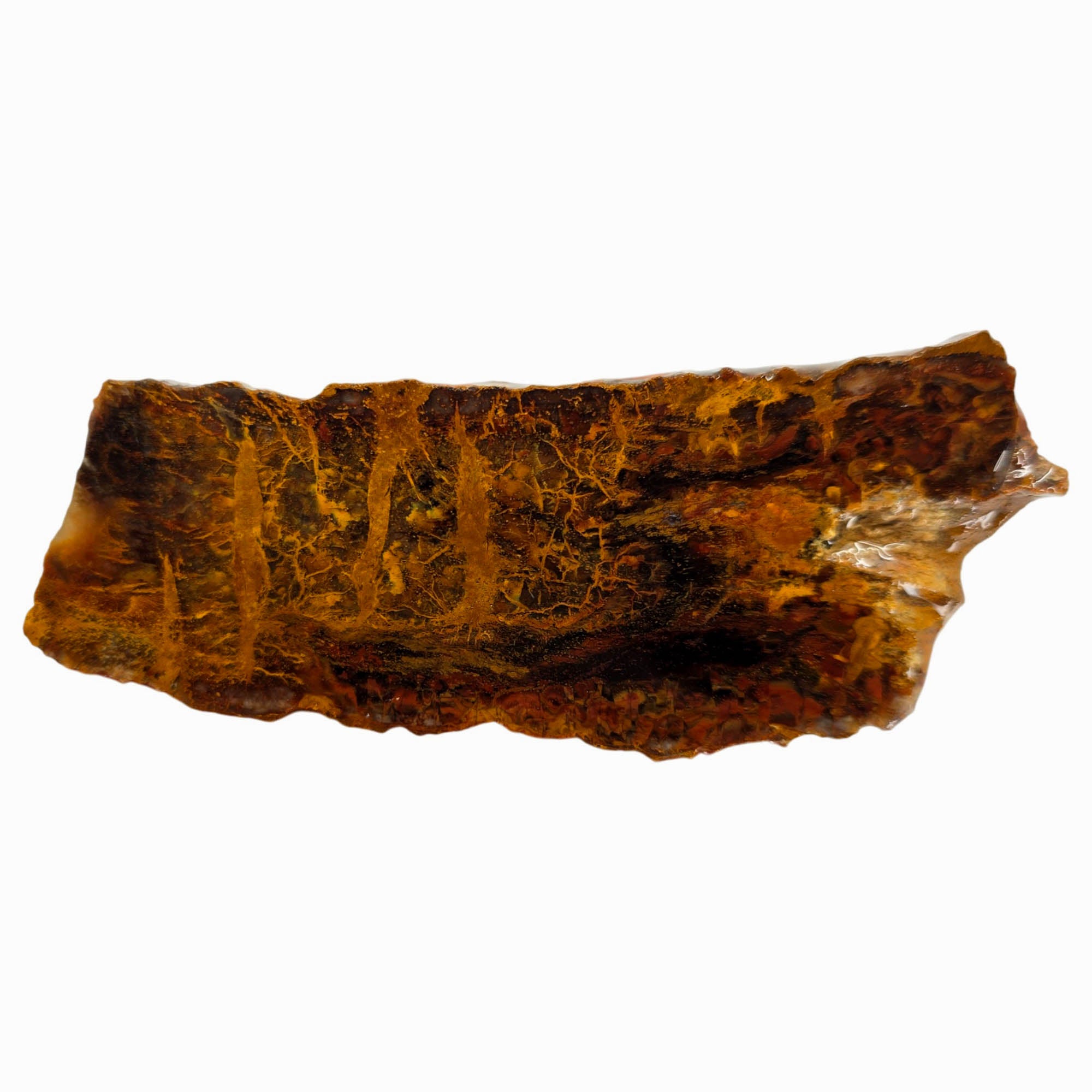 Madagascar Petrified Wood Slab – Plasma Lightning Pattern Triassic #3853-Photo4