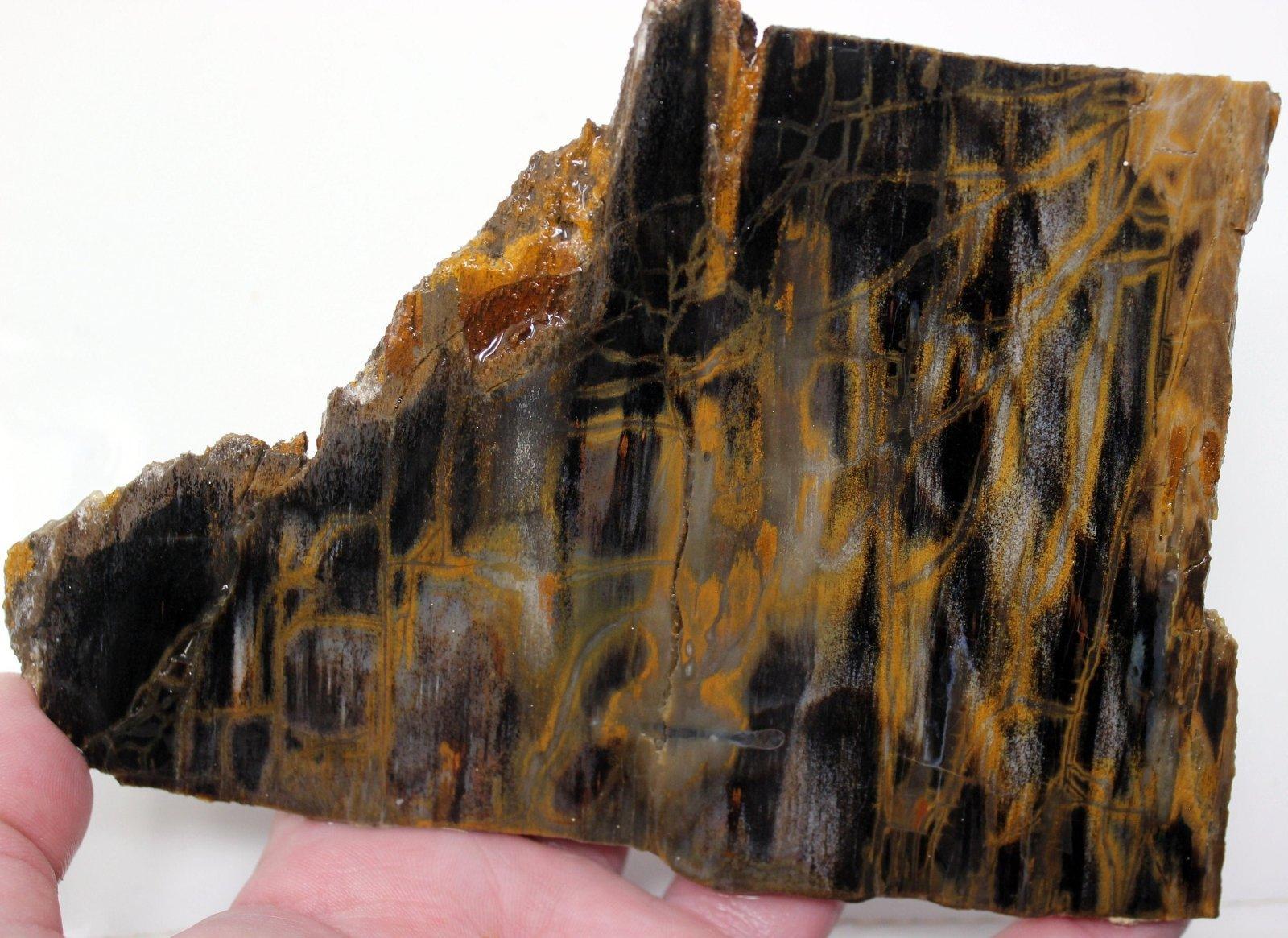 Mystery Estate Petrified Wood Slab! STUNNING!!!! - LapidaryCentral
