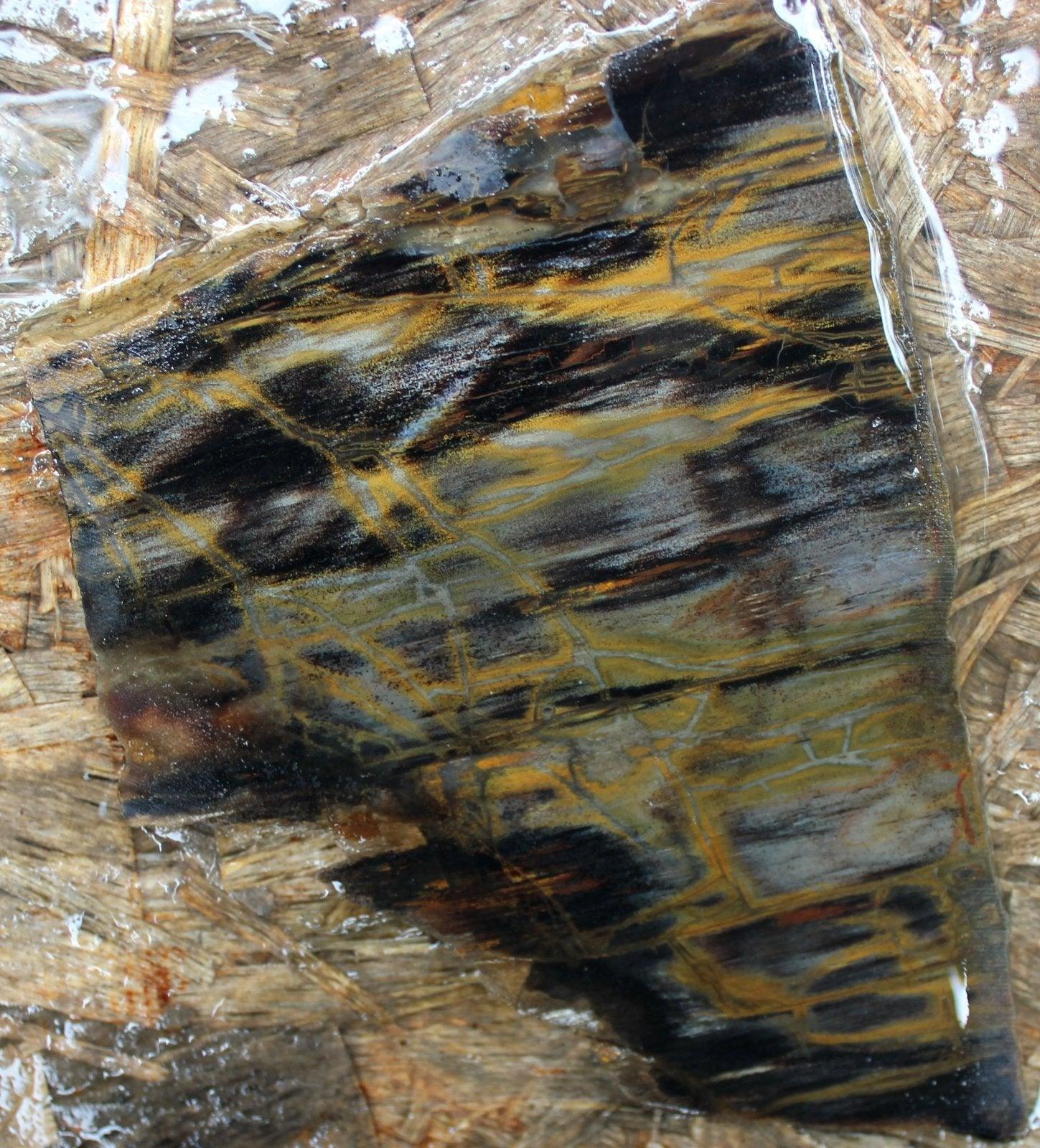 Mystery estate petrified wood slab! stunning!!!! - LapidaryCentral