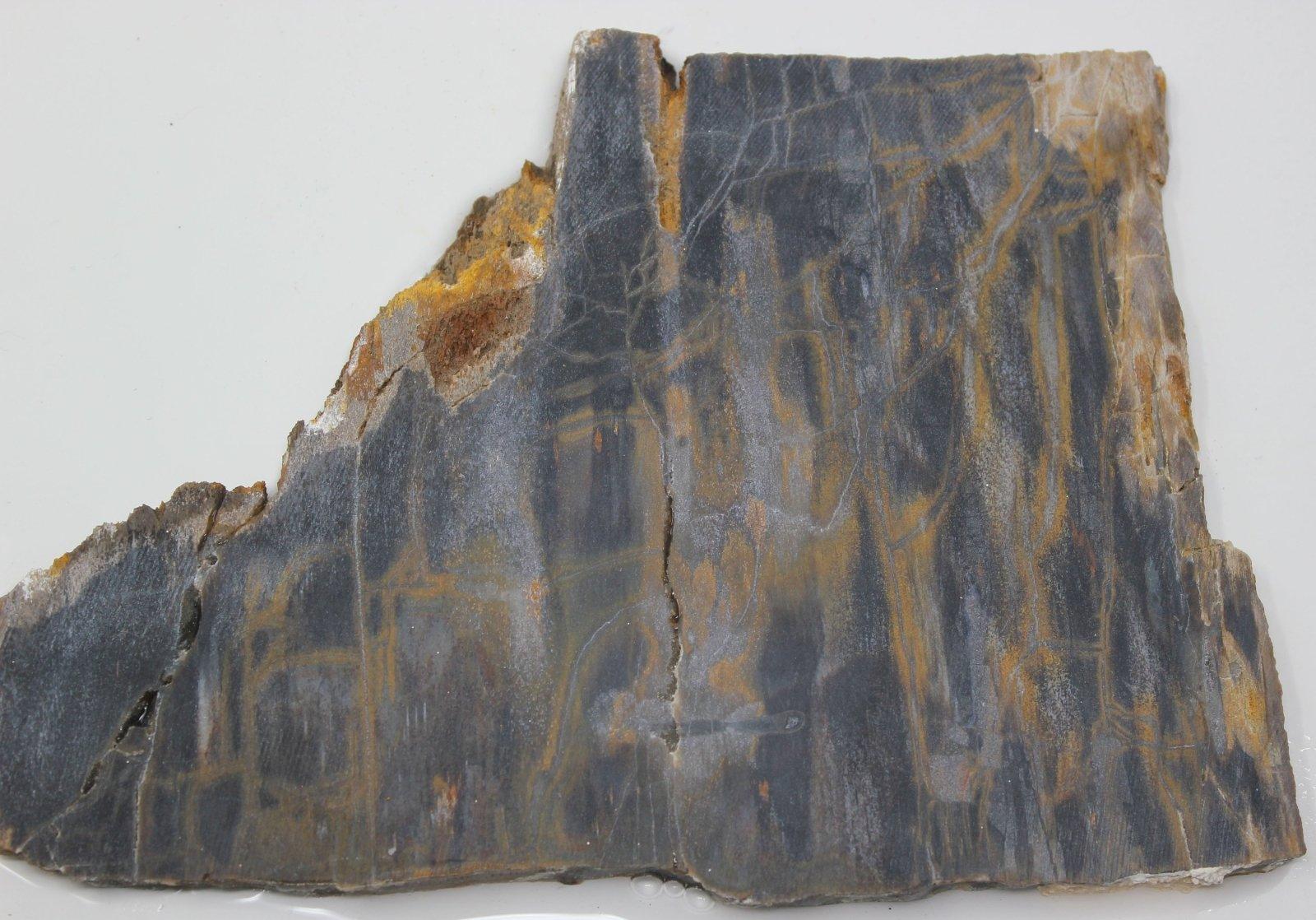 Mystery Estate Petrified Wood Slab! STUNNING!!!! - LapidaryCentral