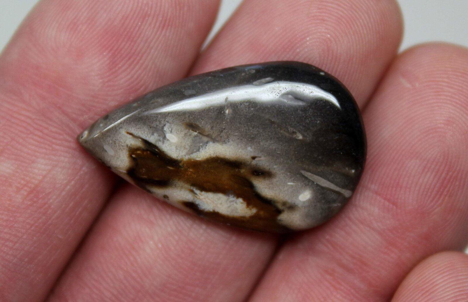 Texas Fossil Palm Root Cabochon! Lapidary Stone Cab! Jewelry Making Craft! - LapidaryCentral