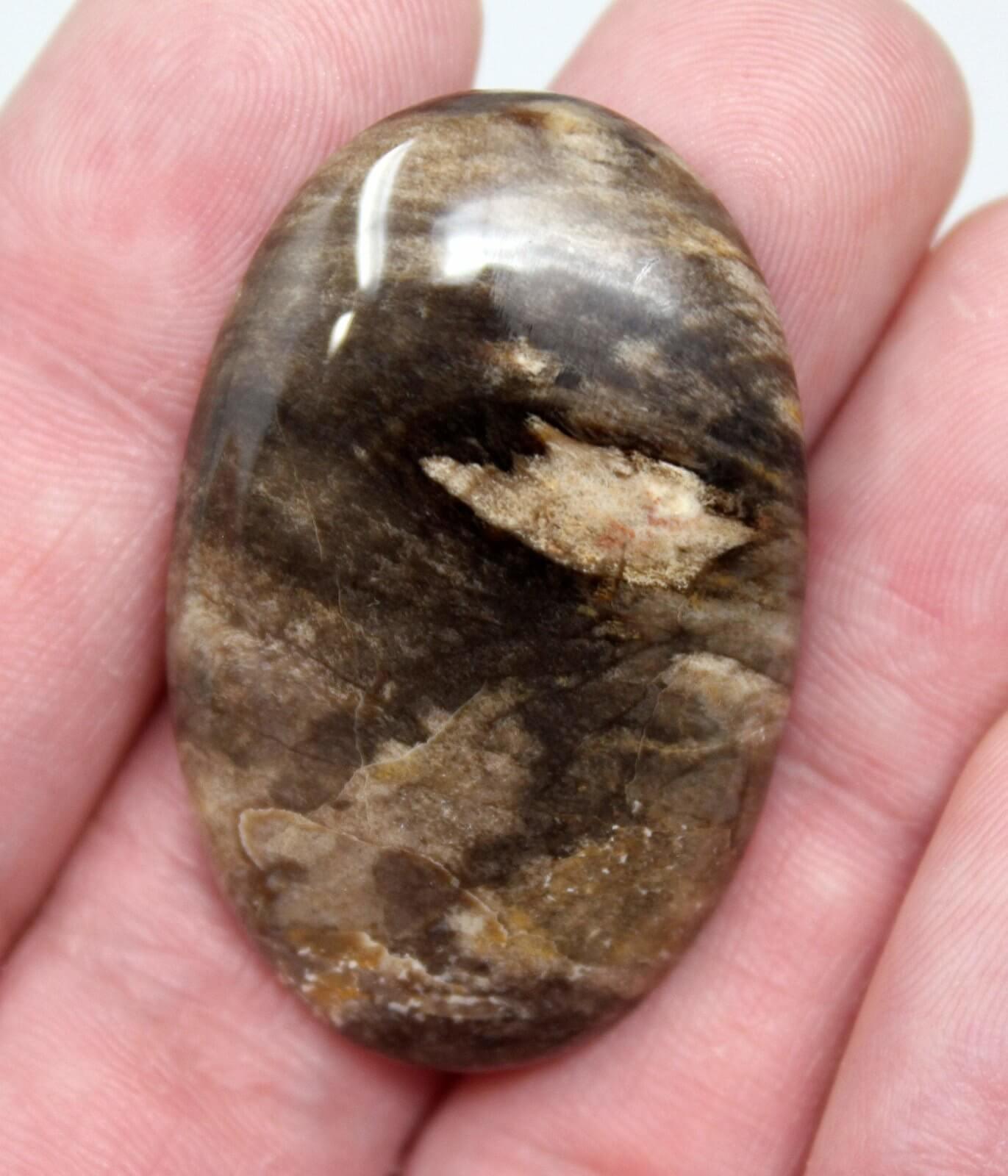 Texas Fossil Palm Root Cabochon! Lapidary Stone Cab! - LapidaryCentral